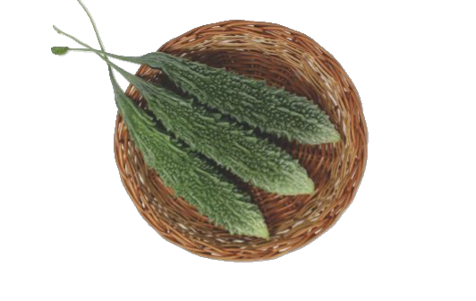 Bitter Gourds