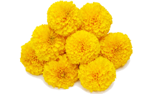 Marigold 