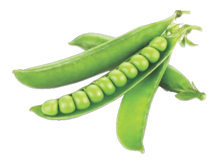 Pea